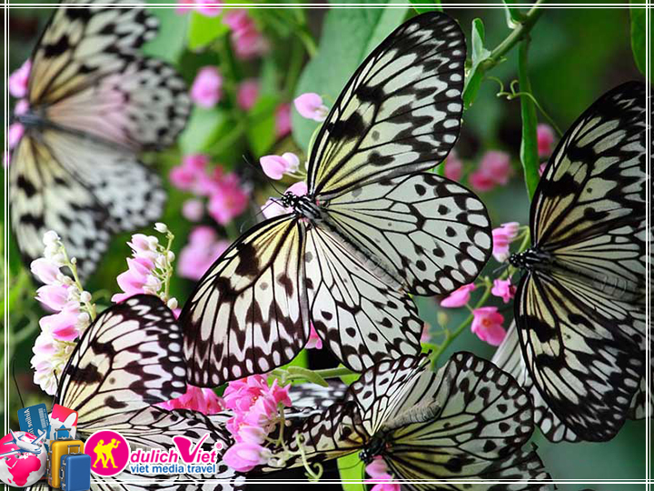 Vé tham quan Singapore Buttertly Park & Insect Kingdom giá tốt 2025